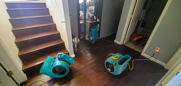 Best Mold removal after water damage  in Needville, TX