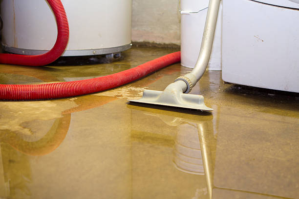 Best Mold removal after water damage  in Needville, TX